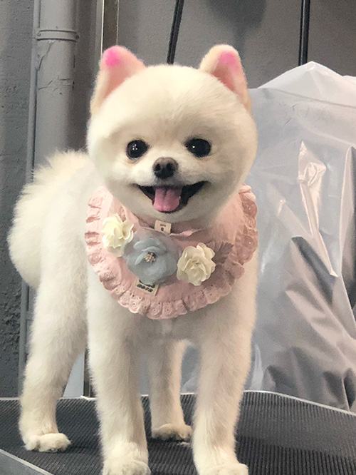 宠物美容师培训