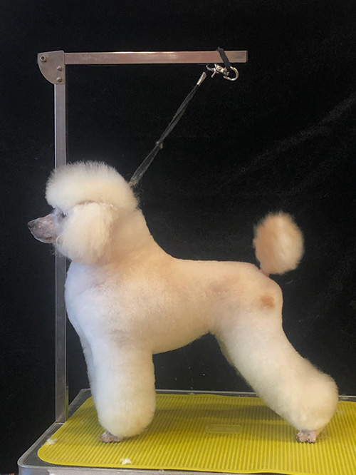 宠物美容 宠物美容