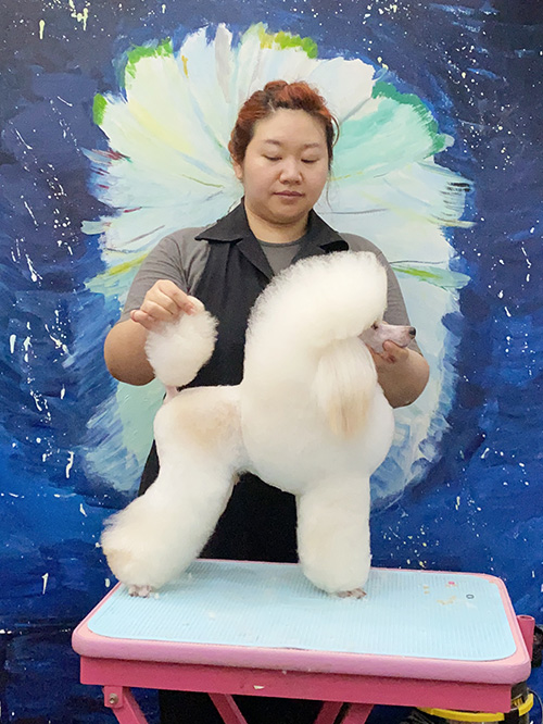 宠物美容师 宠物美容师