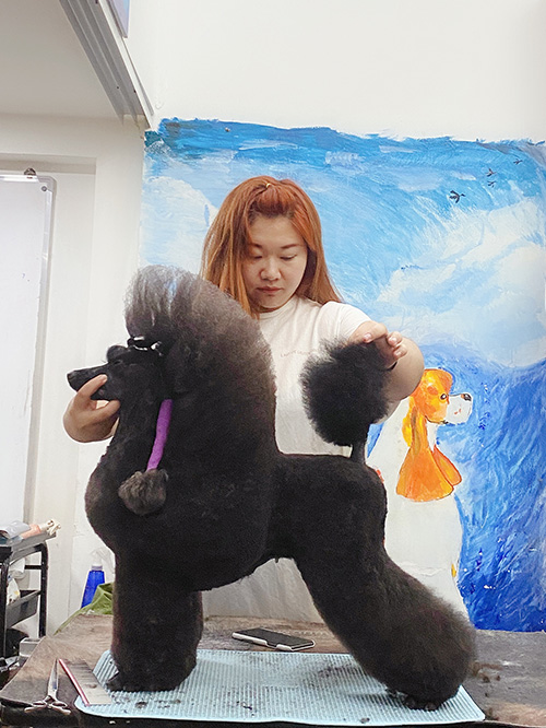 宠物美容培训