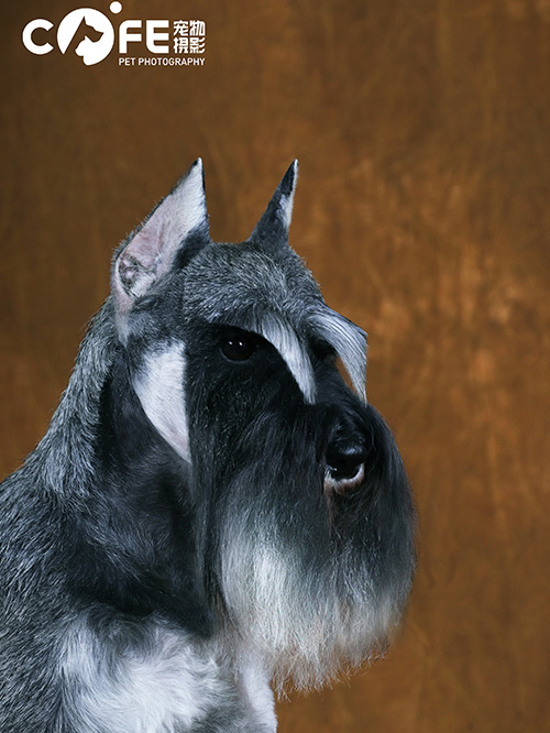 宠物美容培训学校