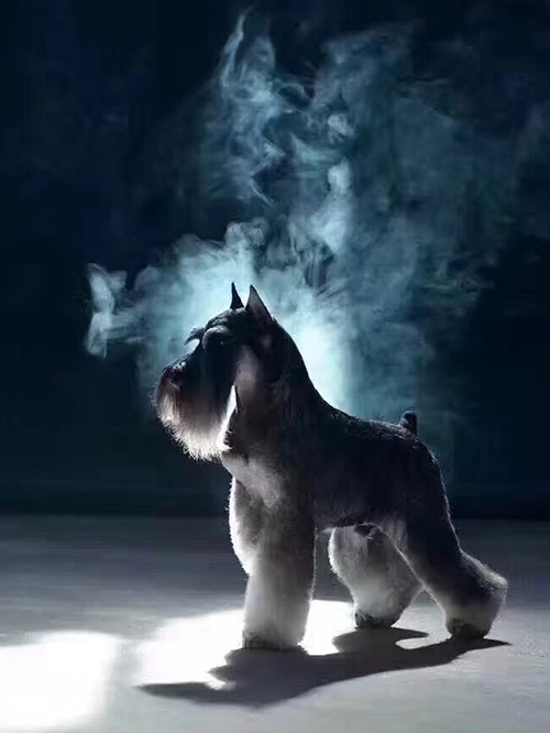 宠物美容培训 宠物美容培训