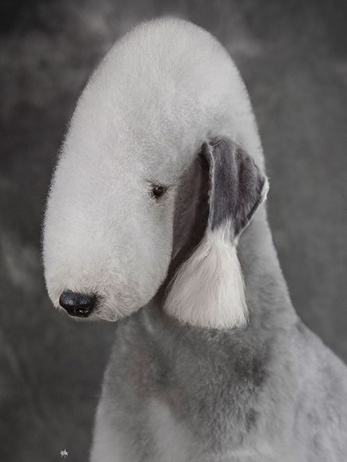 宠物美容 宠物美容