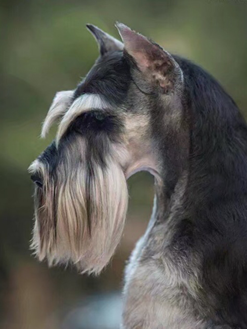 宠物美容培训 宠物美容培训