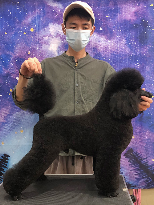 宠物美容培训 宠物美容培训