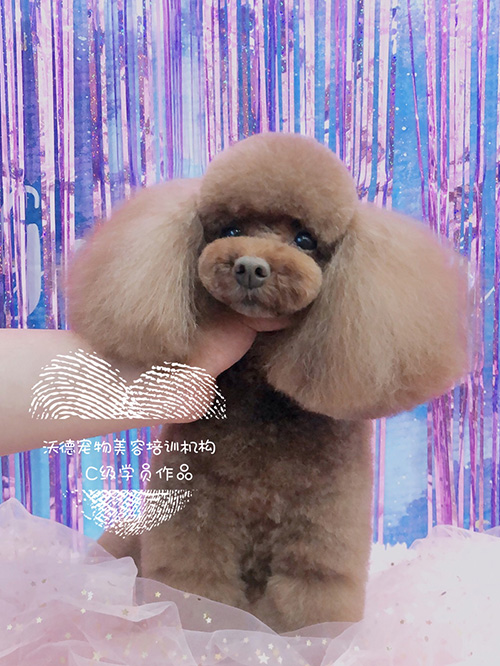 宠物美容师 宠物美容师