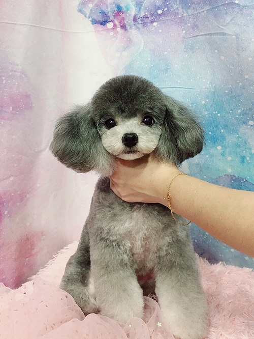 泰迪小圆头造型