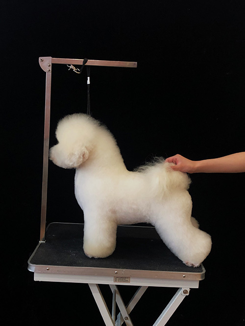 宠物美容培训学校