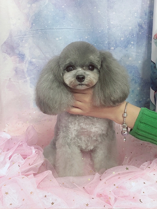 宠物美容培训学校 宠物美容培训学校