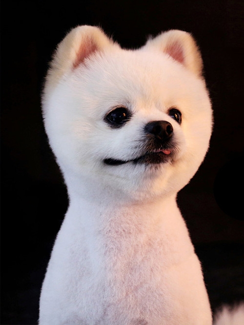 宠物美容培训学校 宠物美容培训学校