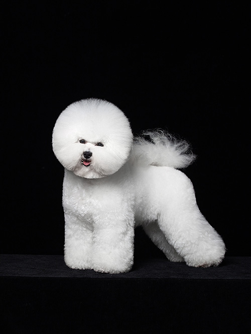 宠物美容培训 宠物美容培训